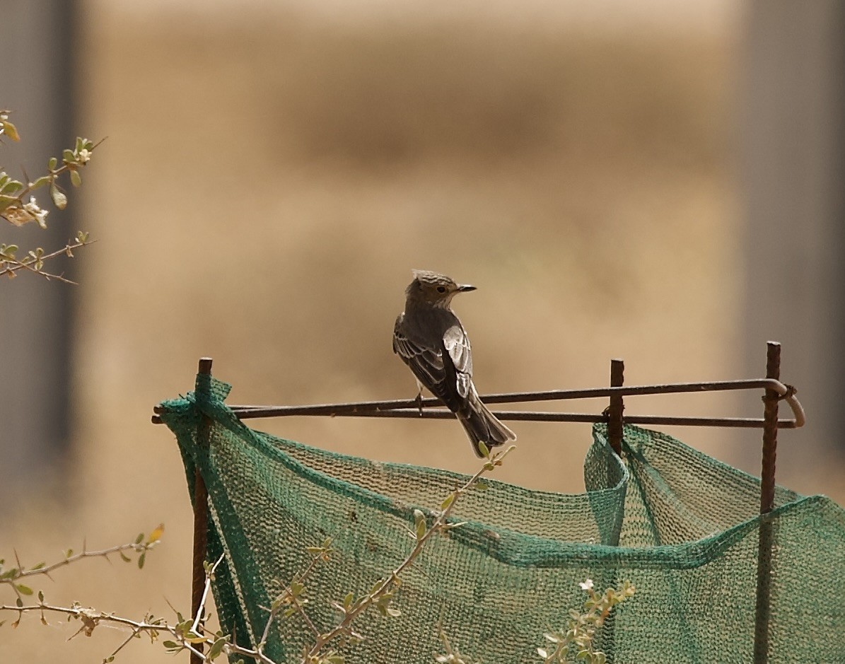 Spotted Flycatcher - ML636876147
