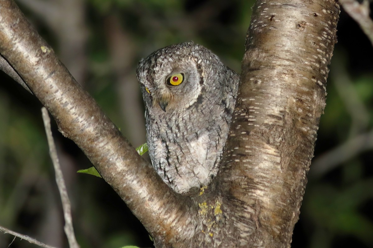 Cyprus Scops-Owl - ML636876168