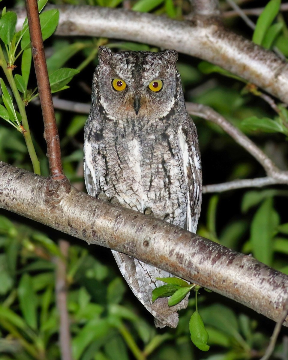 Cyprus Scops-Owl - ML636876169