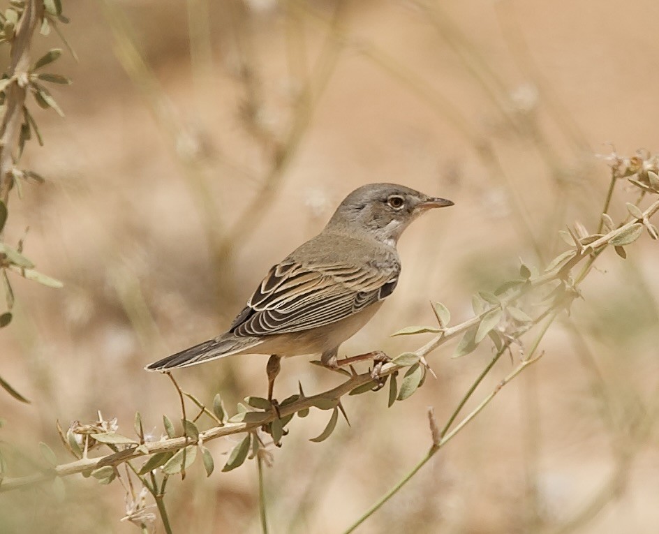 Greater Whitethroat - ML636876170