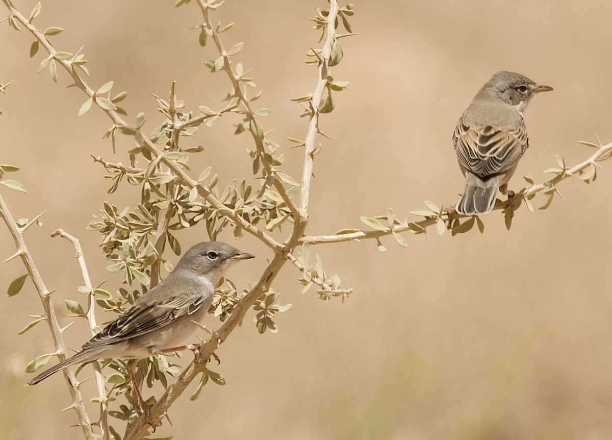 Greater Whitethroat - ML636876172