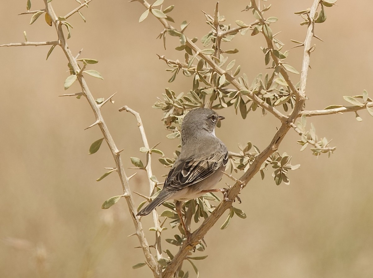 Greater Whitethroat - ML636876173