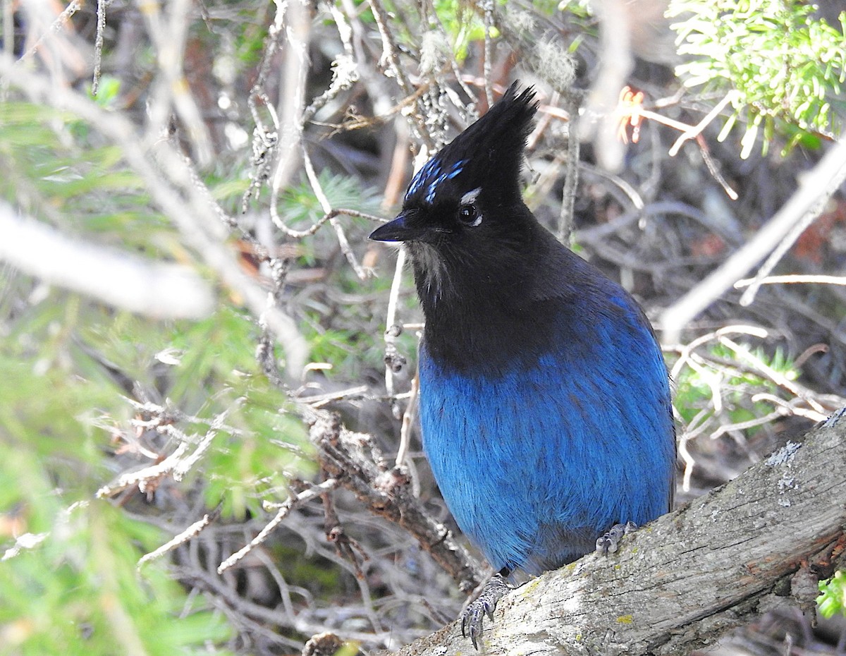 Steller's Jay - ML636876182