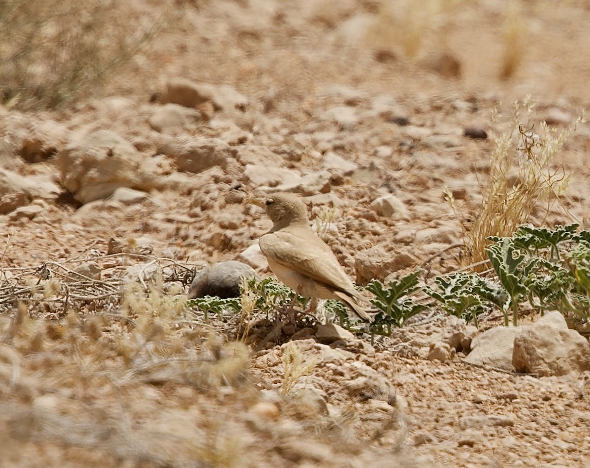 Desert Lark - ML636876186
