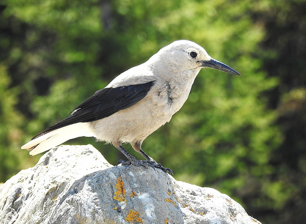 Clark's Nutcracker - ML636876193
