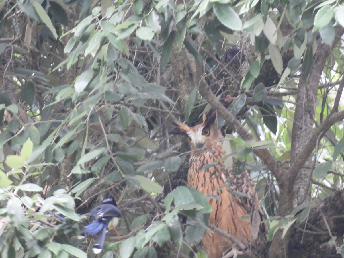 Tawny Fish-Owl - ML636876207