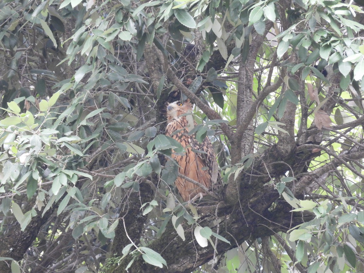 Tawny Fish-Owl - ML636876208