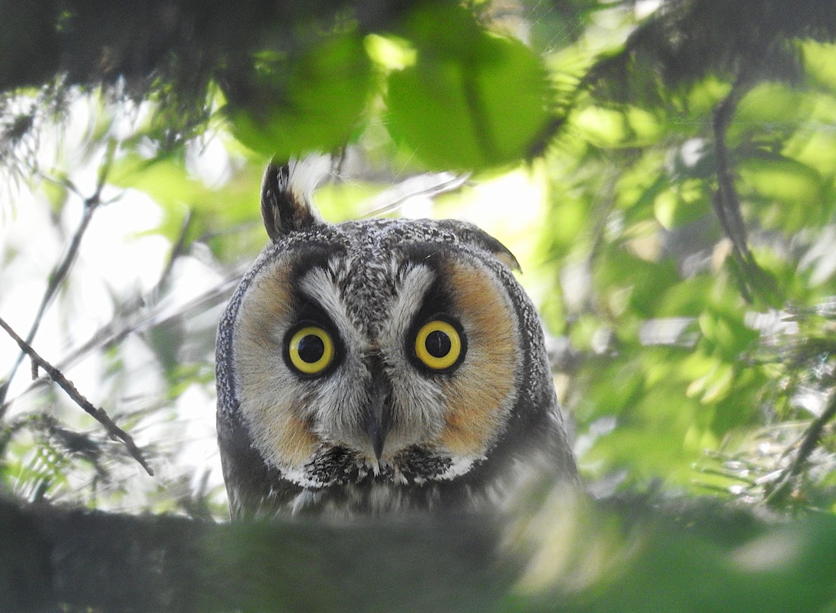Long-eared Owl - ML636876225