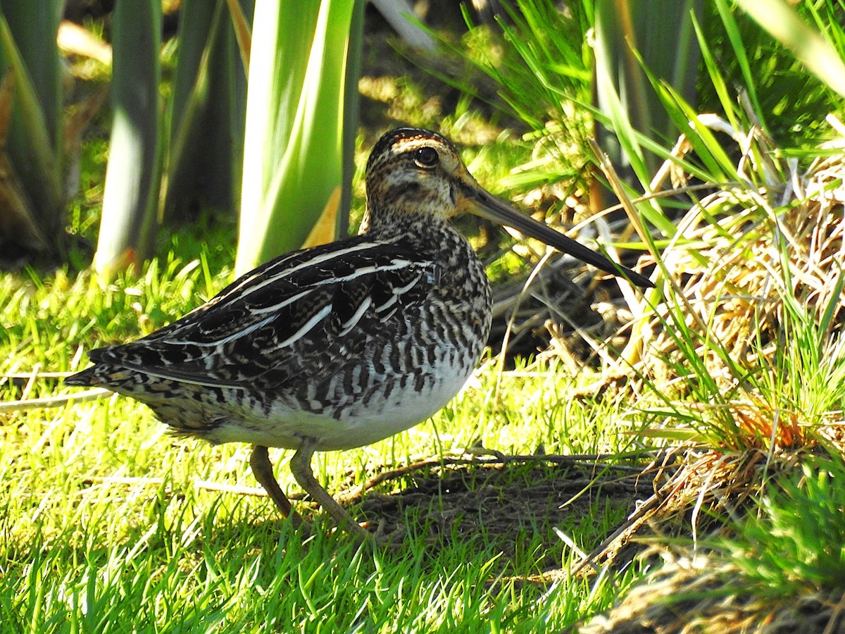 Wilson's Snipe - ML636876231