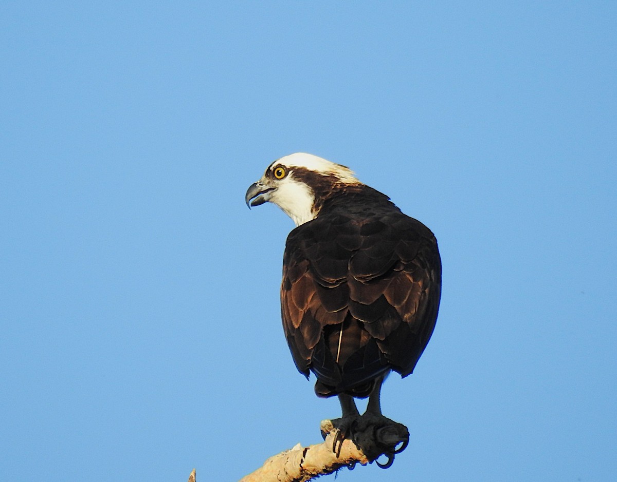 Osprey - ML636876239