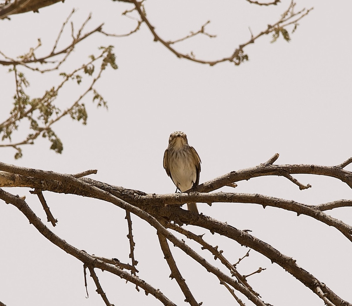 Spotted Flycatcher - ML636876316