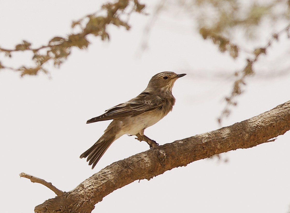 Spotted Flycatcher - ML636876320