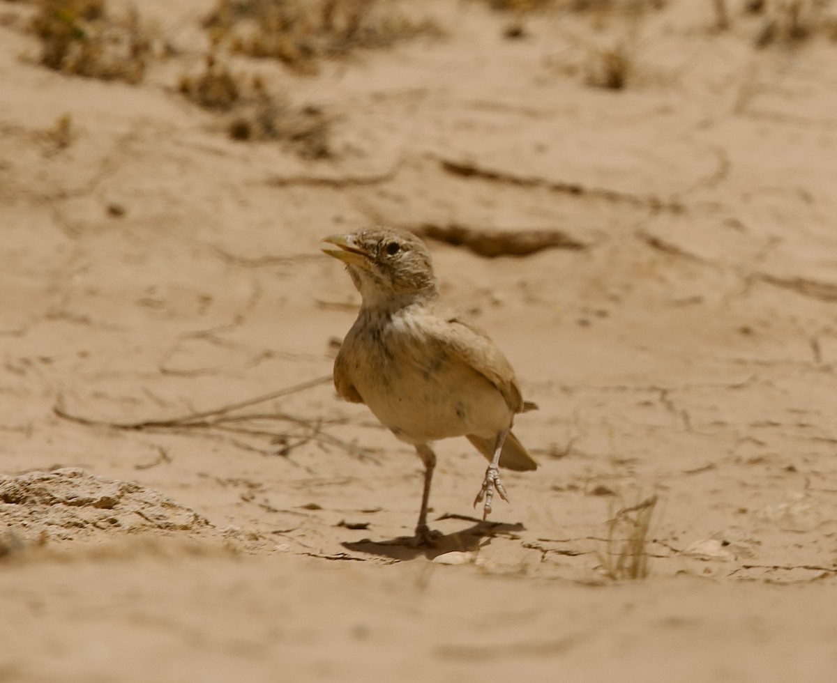 Desert Lark - ML636876354