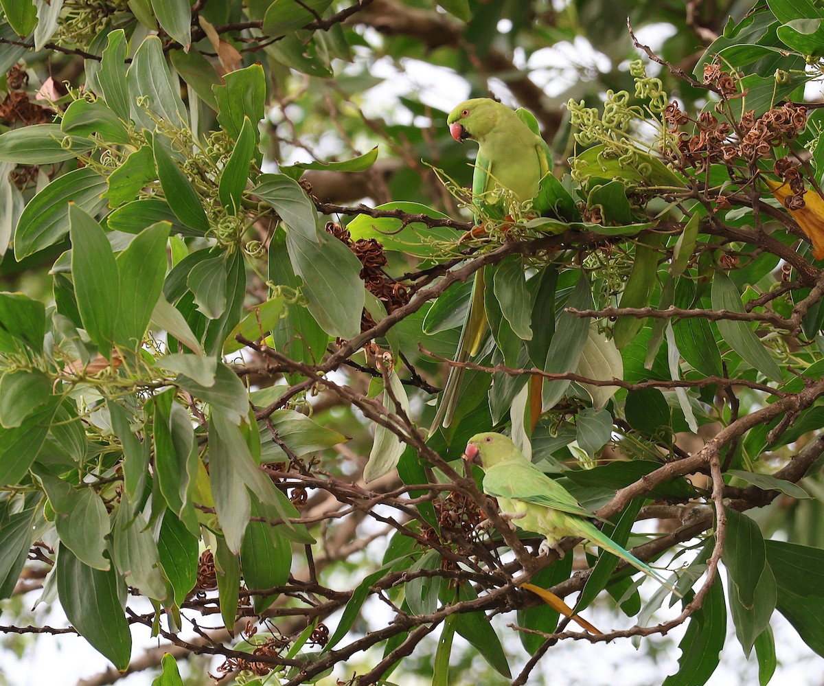 Rose-ringed Parakeet - ML636876355