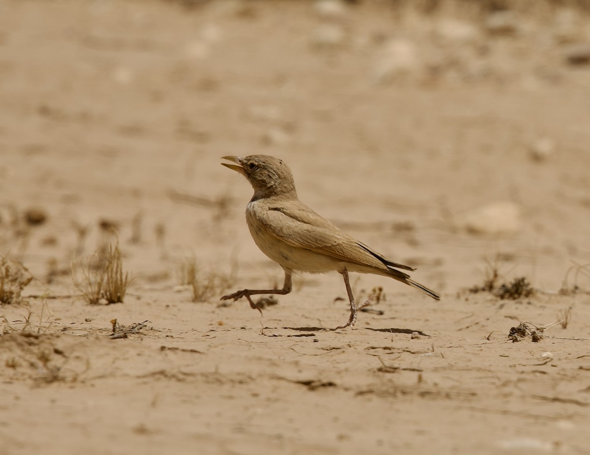 Desert Lark - ML636876357