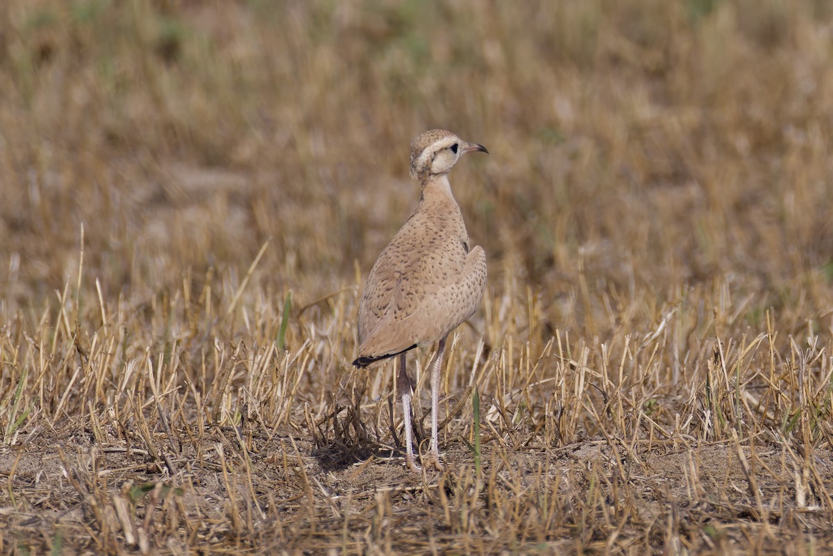 Cream-colored Courser - ML636876409