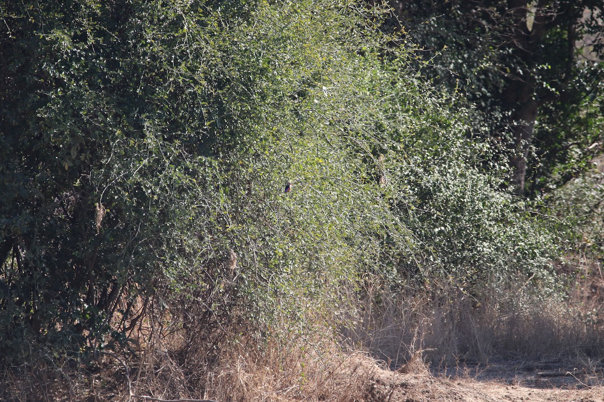 Gray-headed Kingfisher - ML636876441