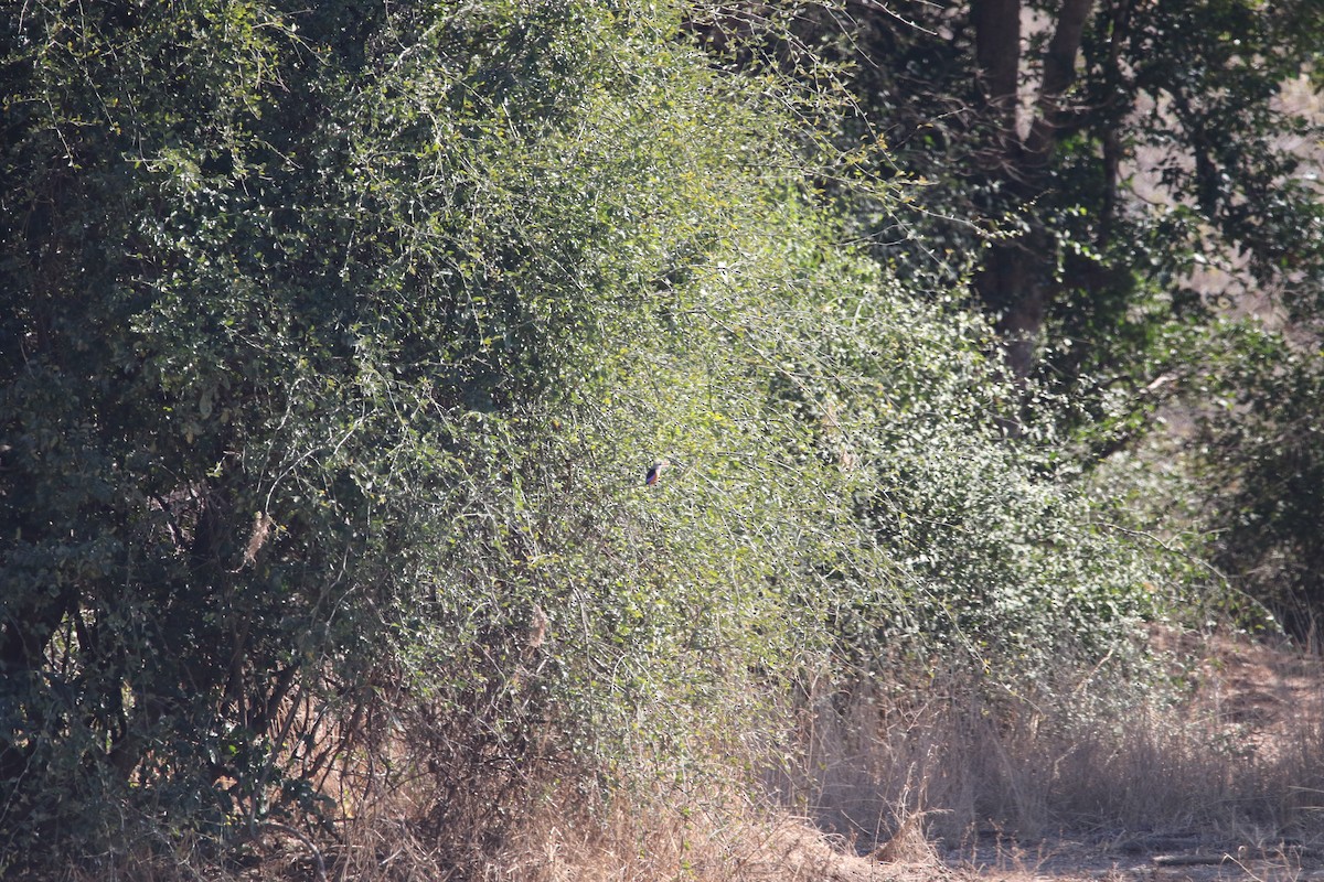 Gray-headed Kingfisher - ML636876449