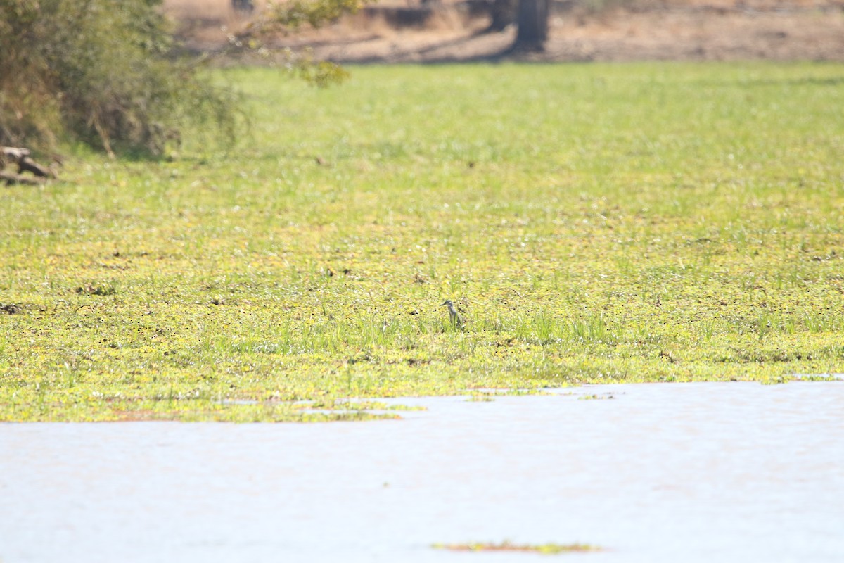 Little Heron - ML636876467
