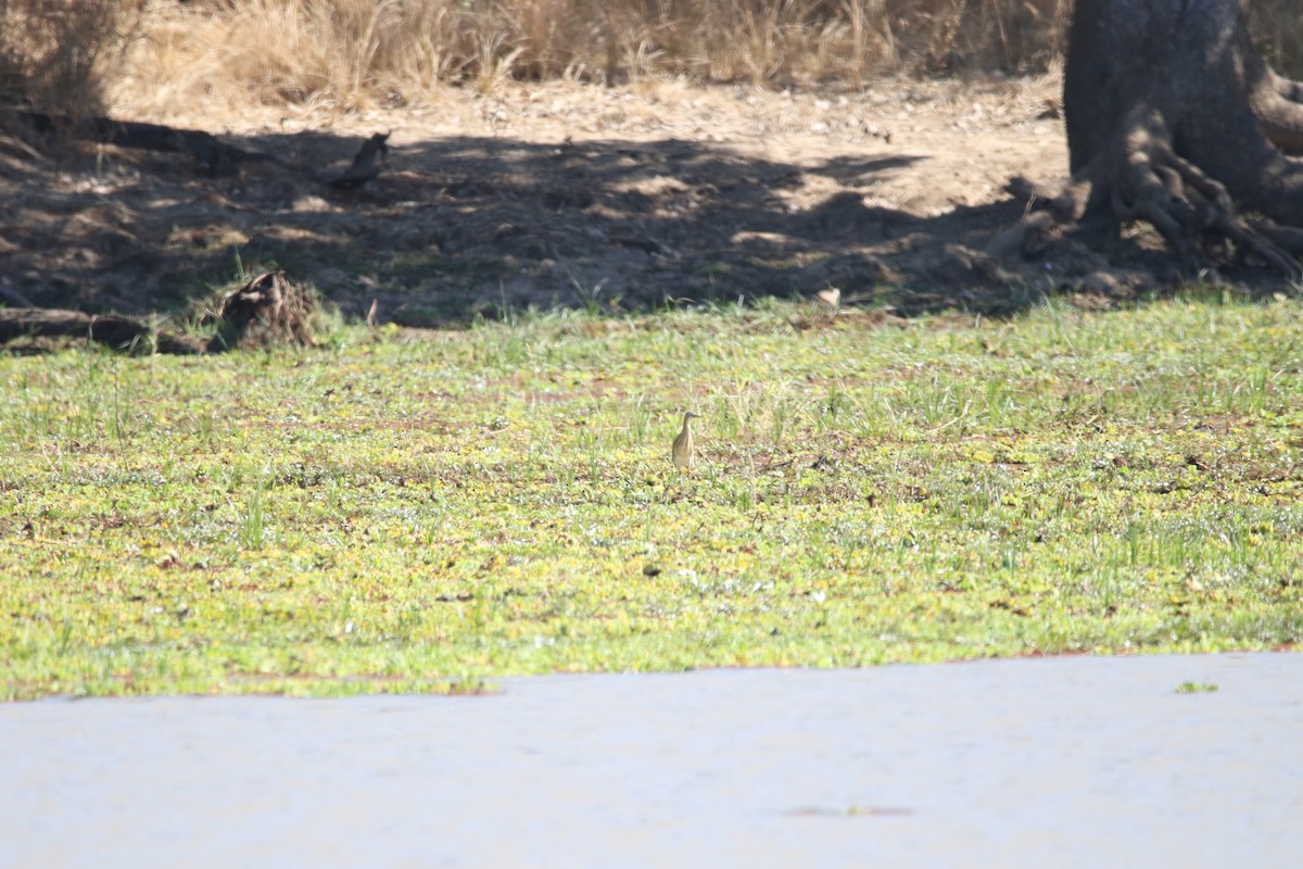 Squacco Heron - ML636876487
