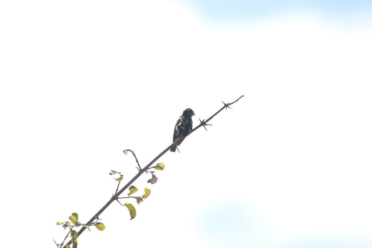 Village Indigobird - ML636876556