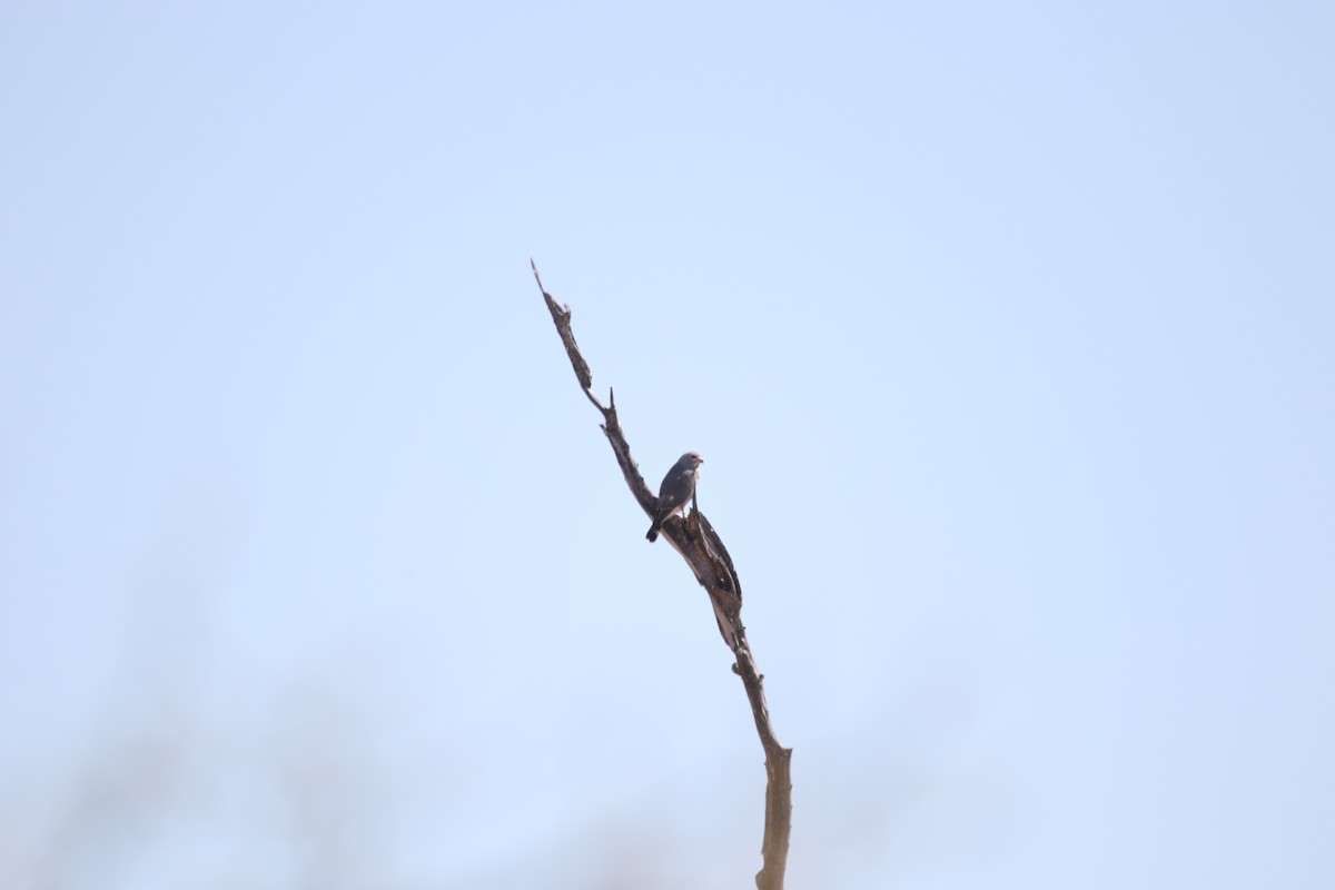 Lizard Buzzard - ML636876592