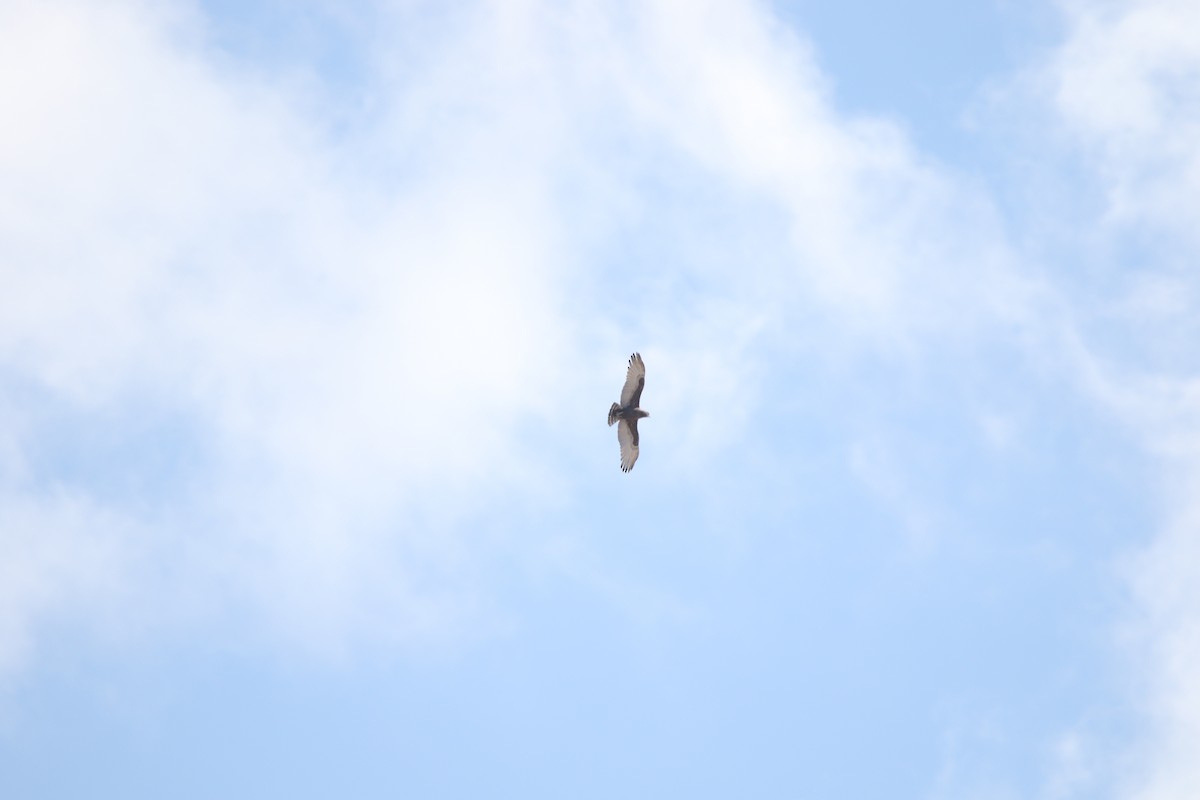 Brown Snake-Eagle - ML636876600