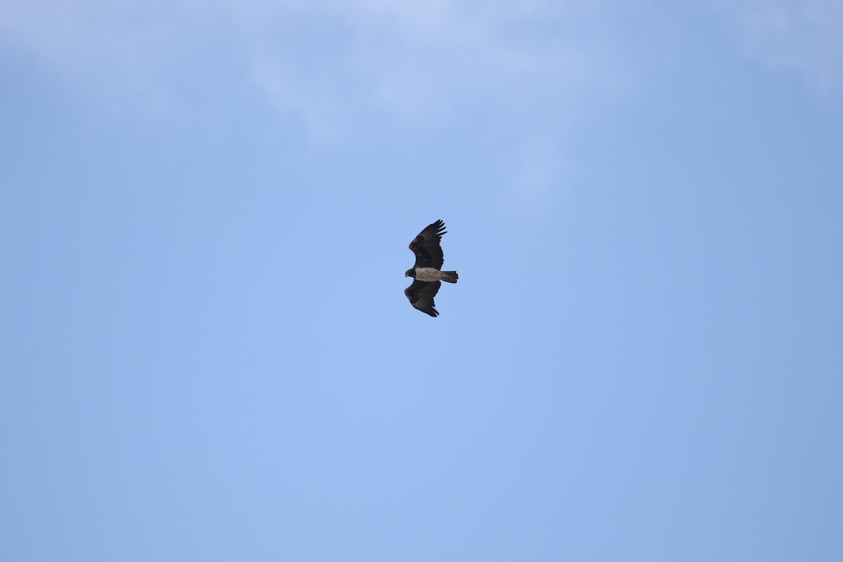 Martial Eagle - ML636876605