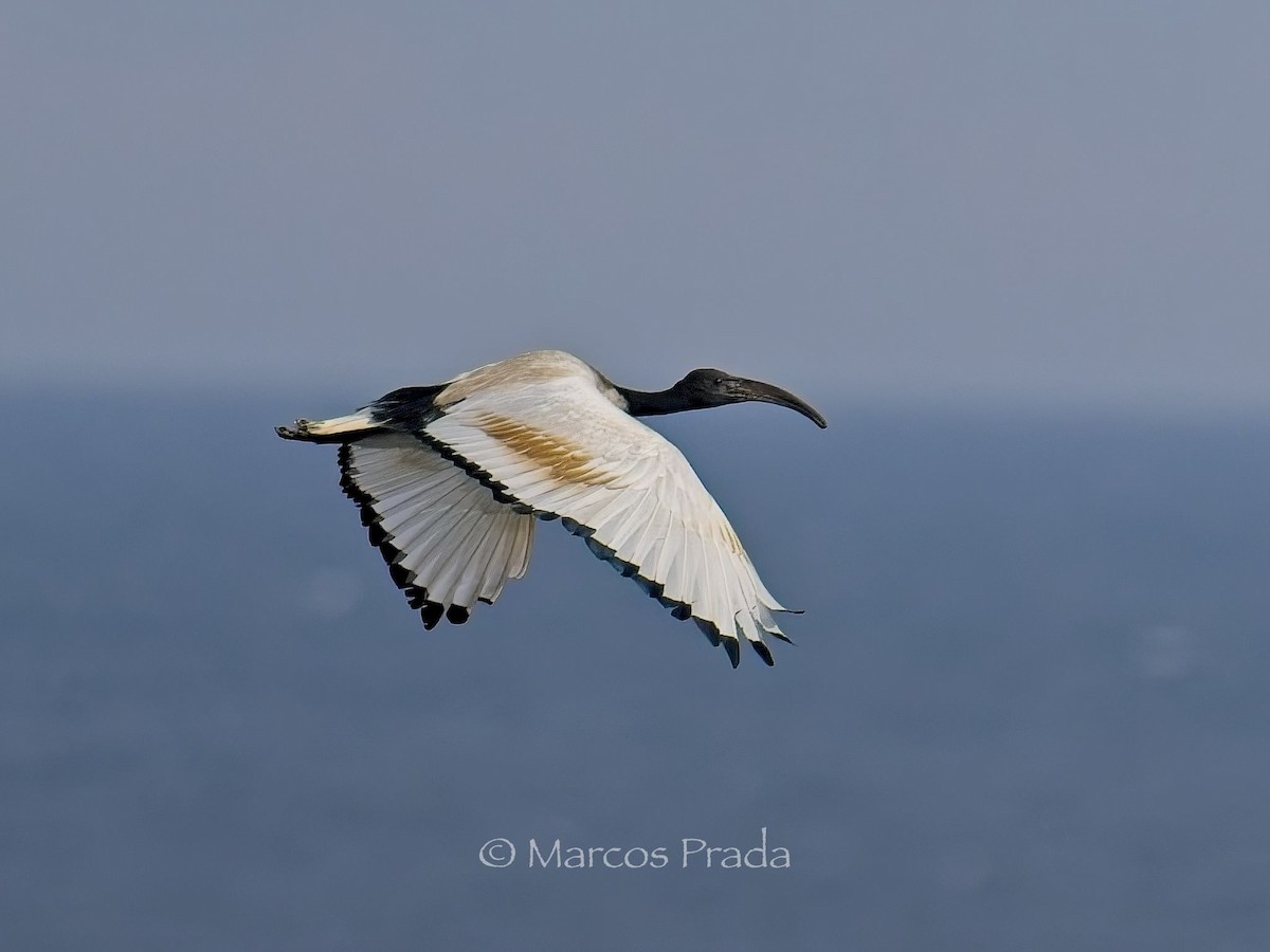 African Sacred Ibis - Marcos Prada Arias