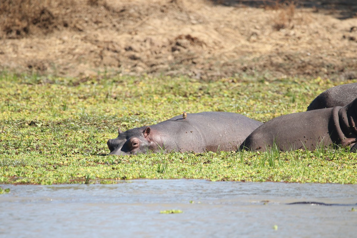 Hippopotamuses - ML636876651