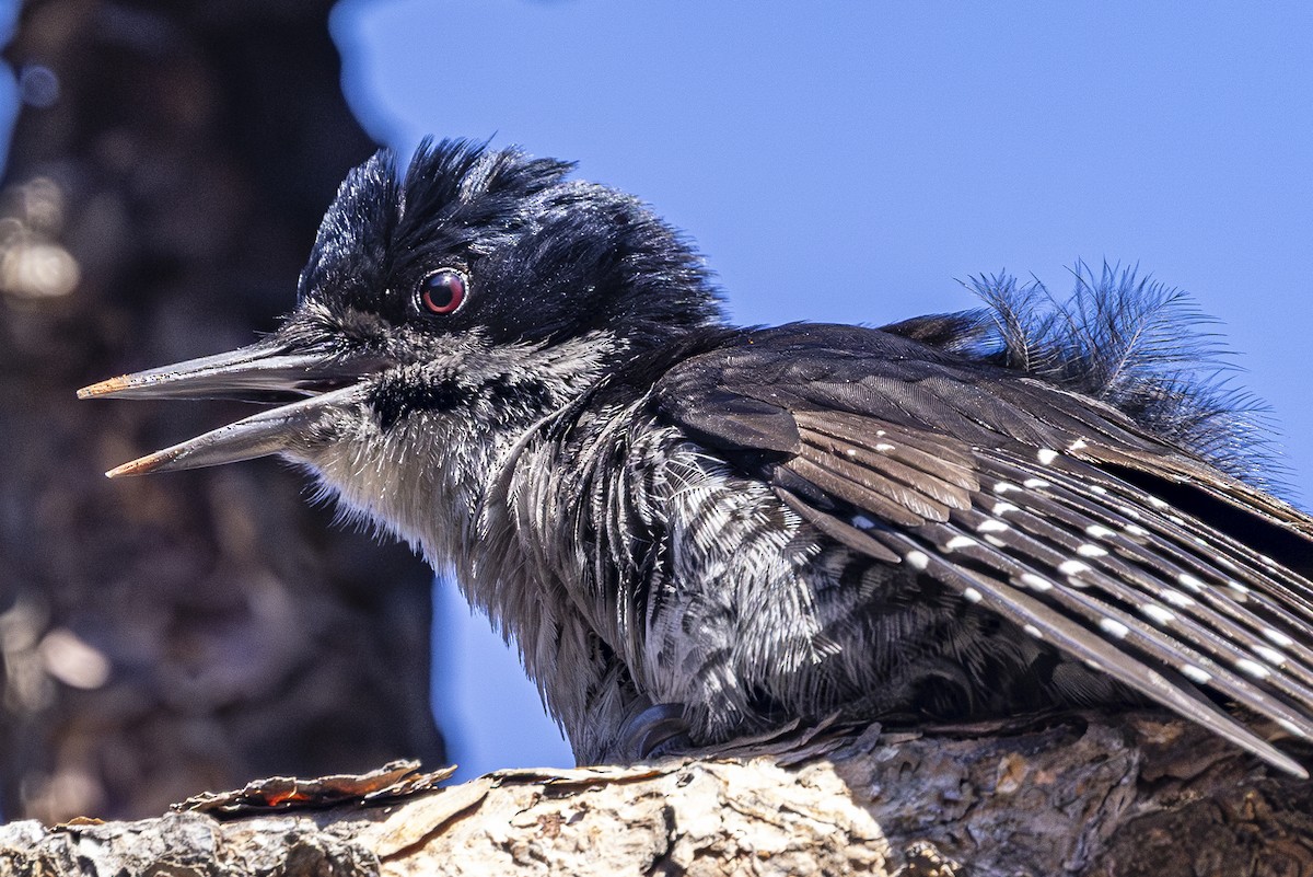 Black-backed Woodpecker - ML636876662