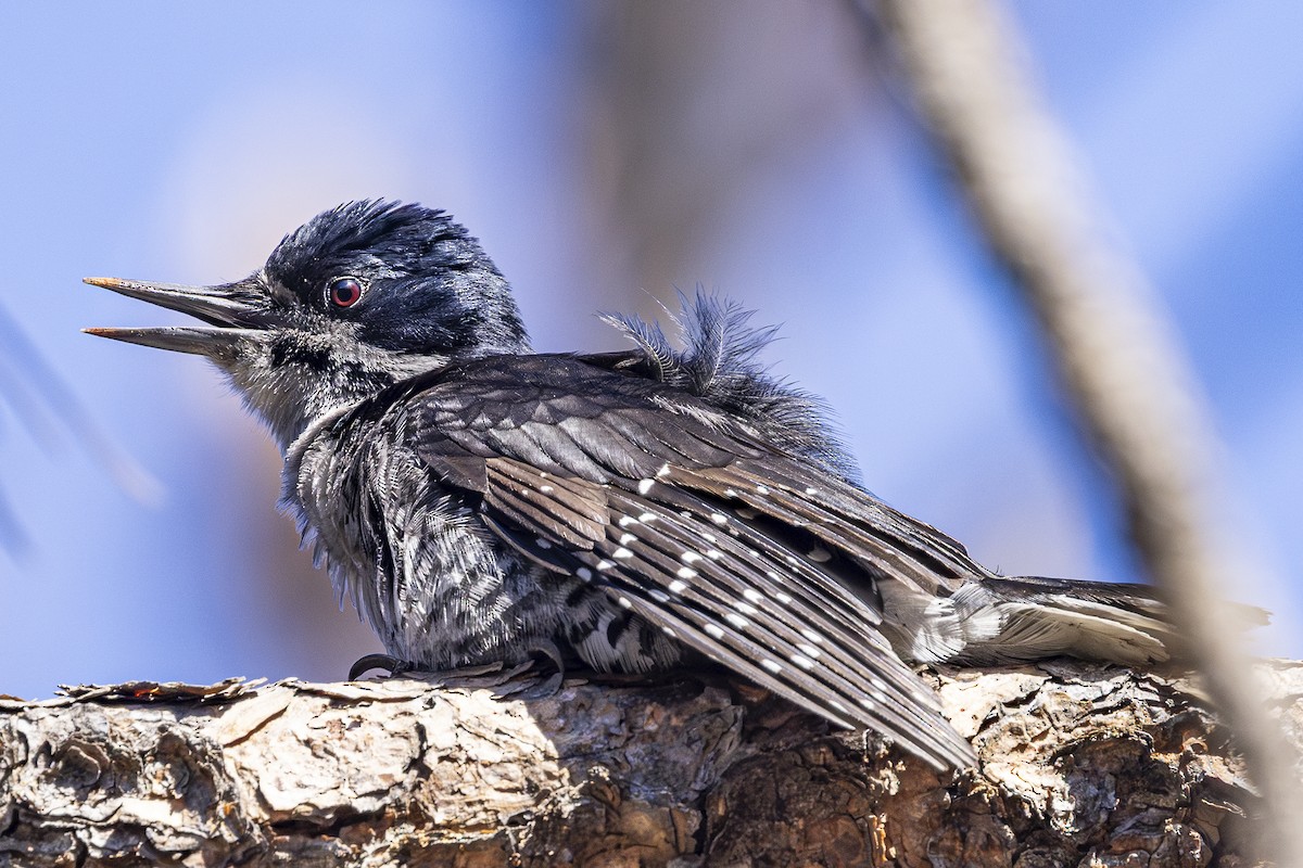 Black-backed Woodpecker - ML636876688