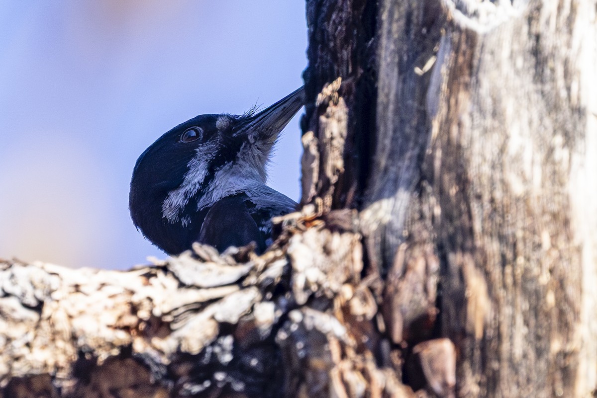 Black-backed Woodpecker - ML636876692