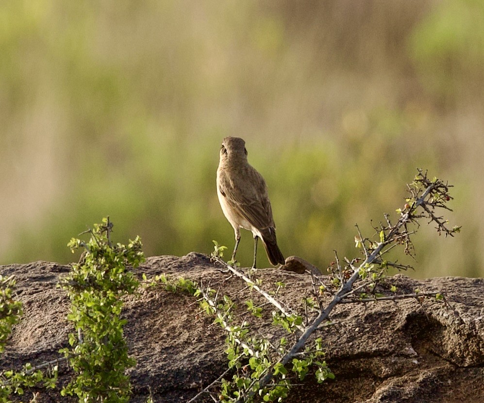 Buff-breasted Wheatear - ML636876766
