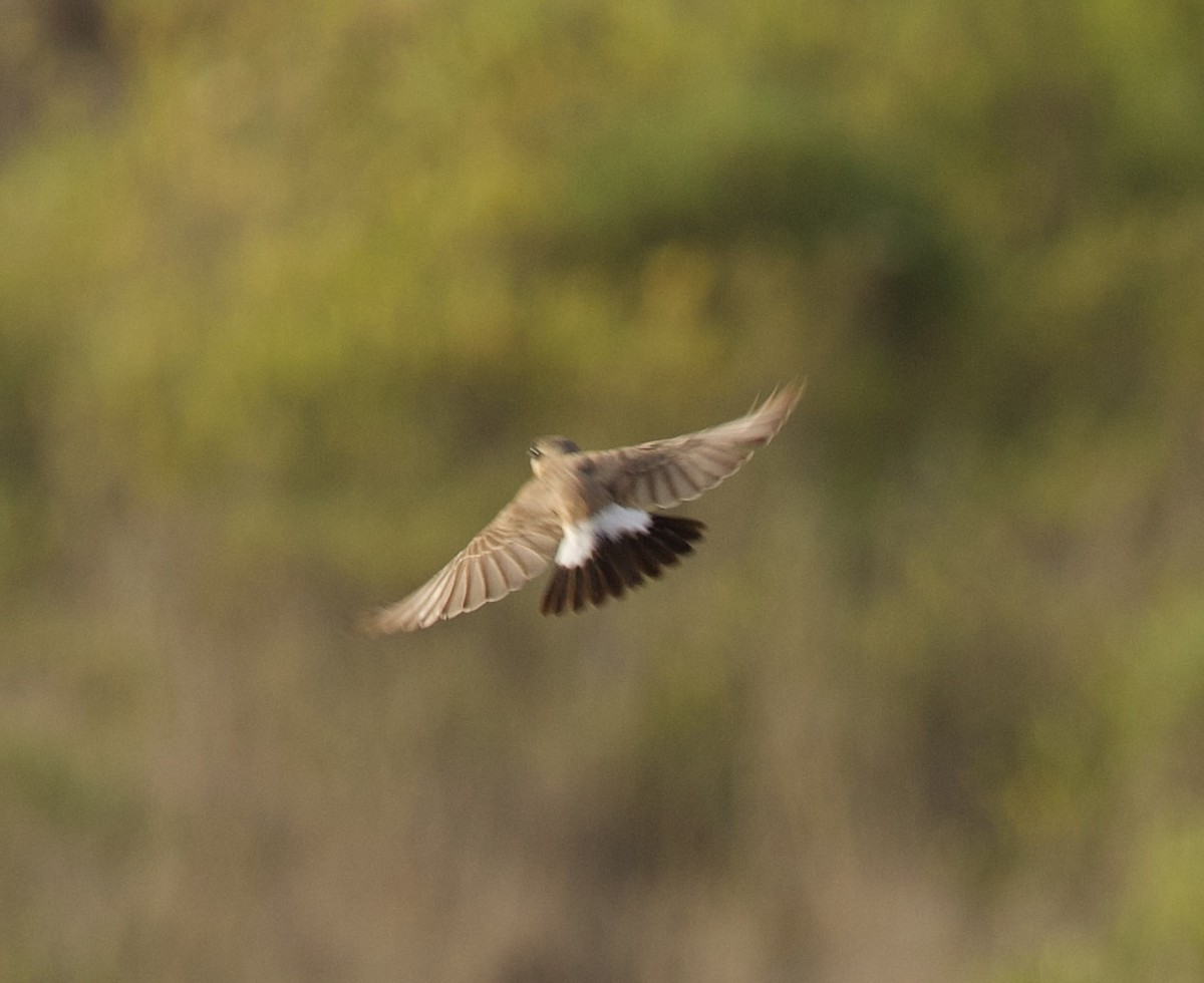 Buff-breasted Wheatear - ML636876772