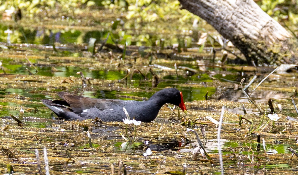 Common Gallinule - ML636876775