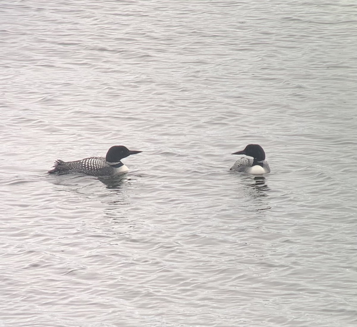 Common Loon - ML636876786