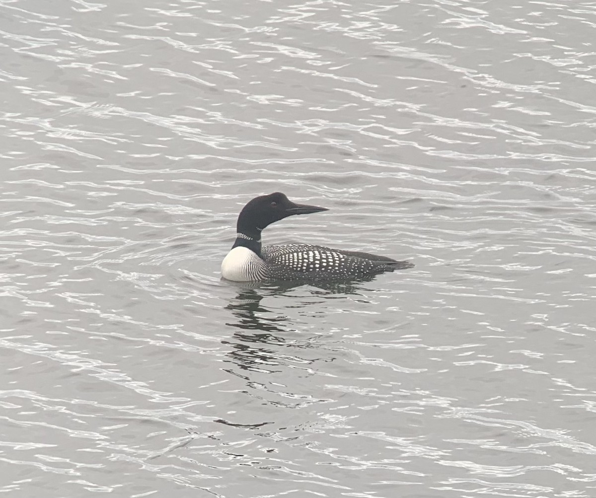 Common Loon - ML636876787