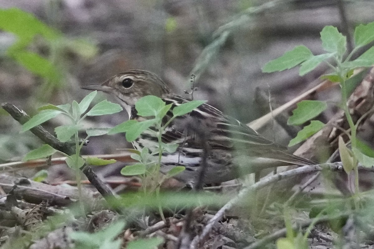 Pechora Pipit - ML636876842