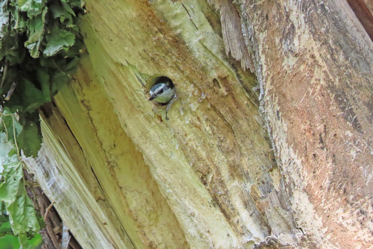 Red-breasted Nuthatch - ML636876857