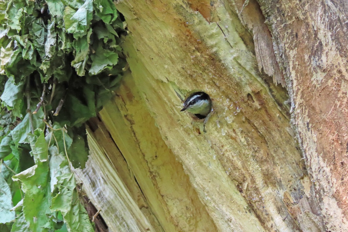 Red-breasted Nuthatch - ML636876858