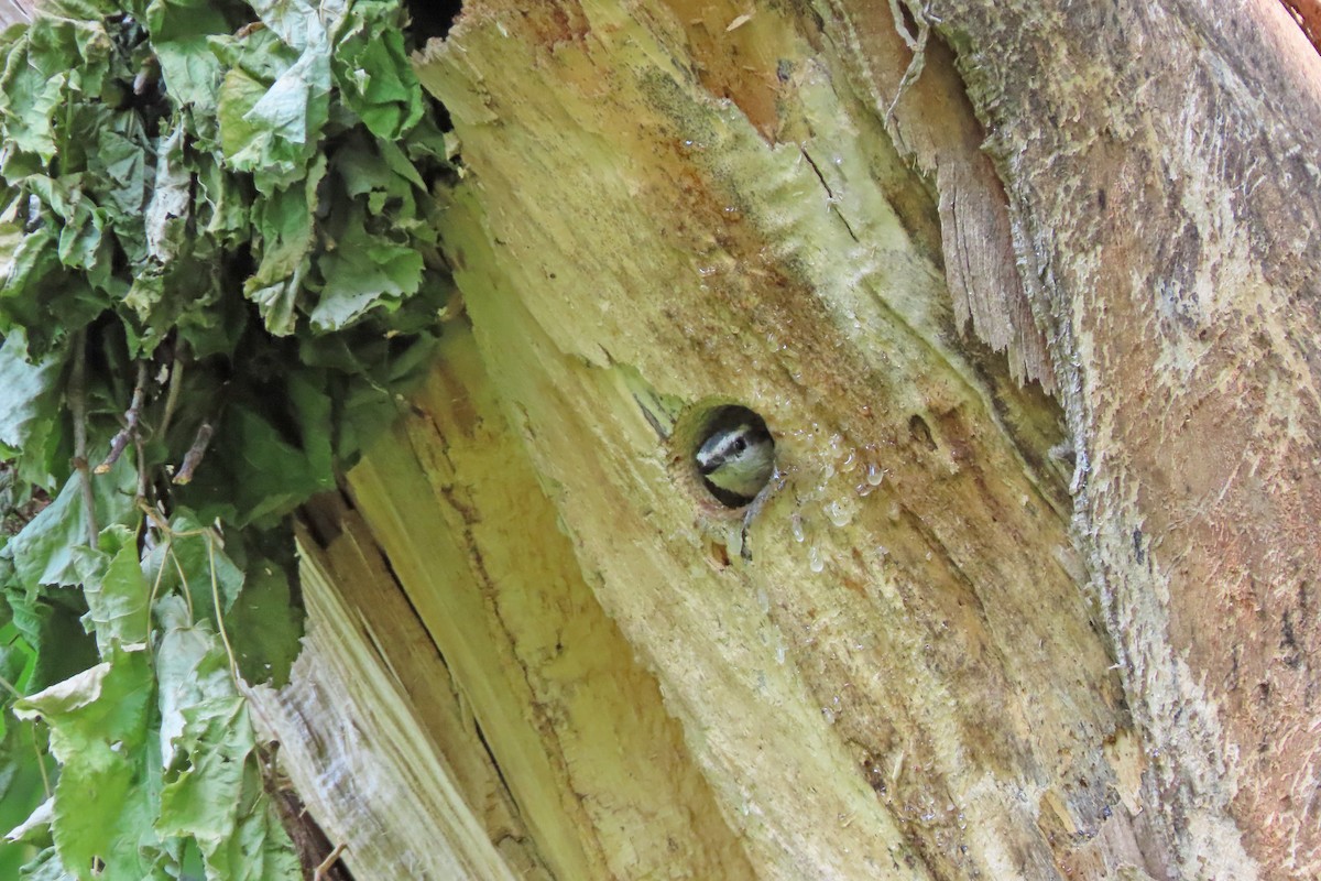 Red-breasted Nuthatch - ML636876860