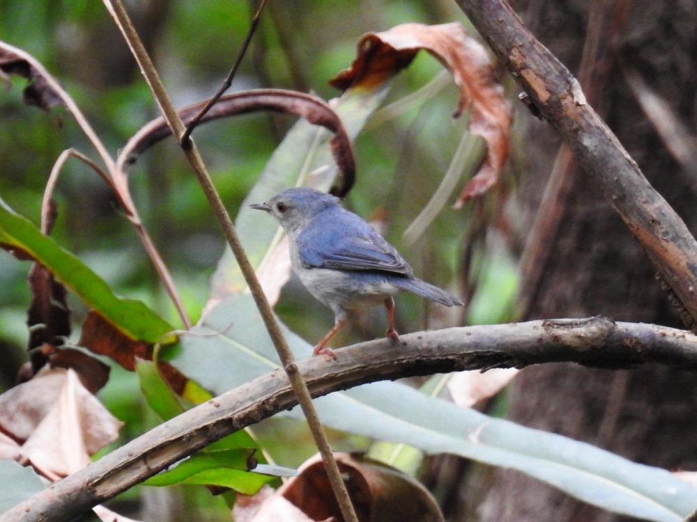 Bicolored Conebill - ML636876863