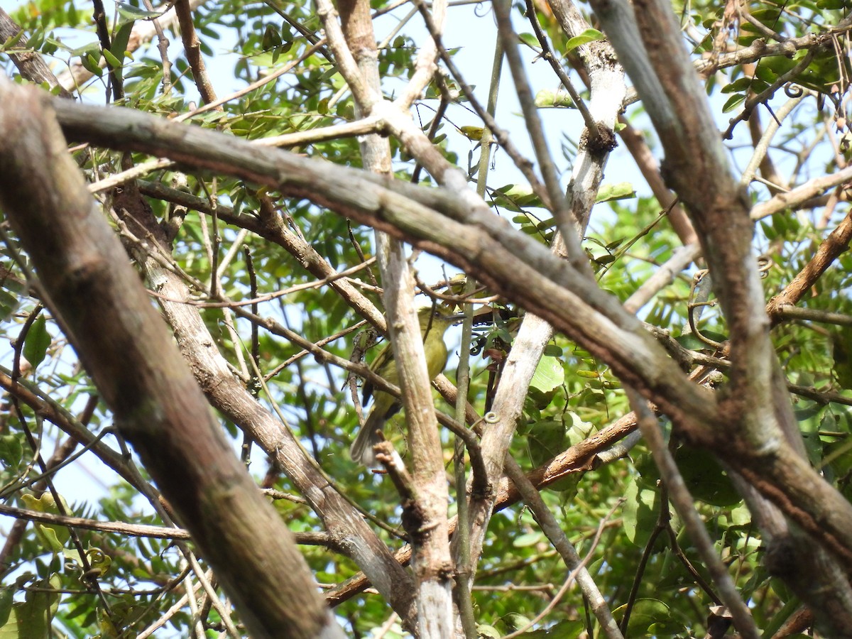 Olive-faced Flatbill - ML636876871