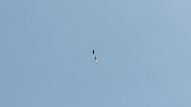 Falco pescatore - ML636877040