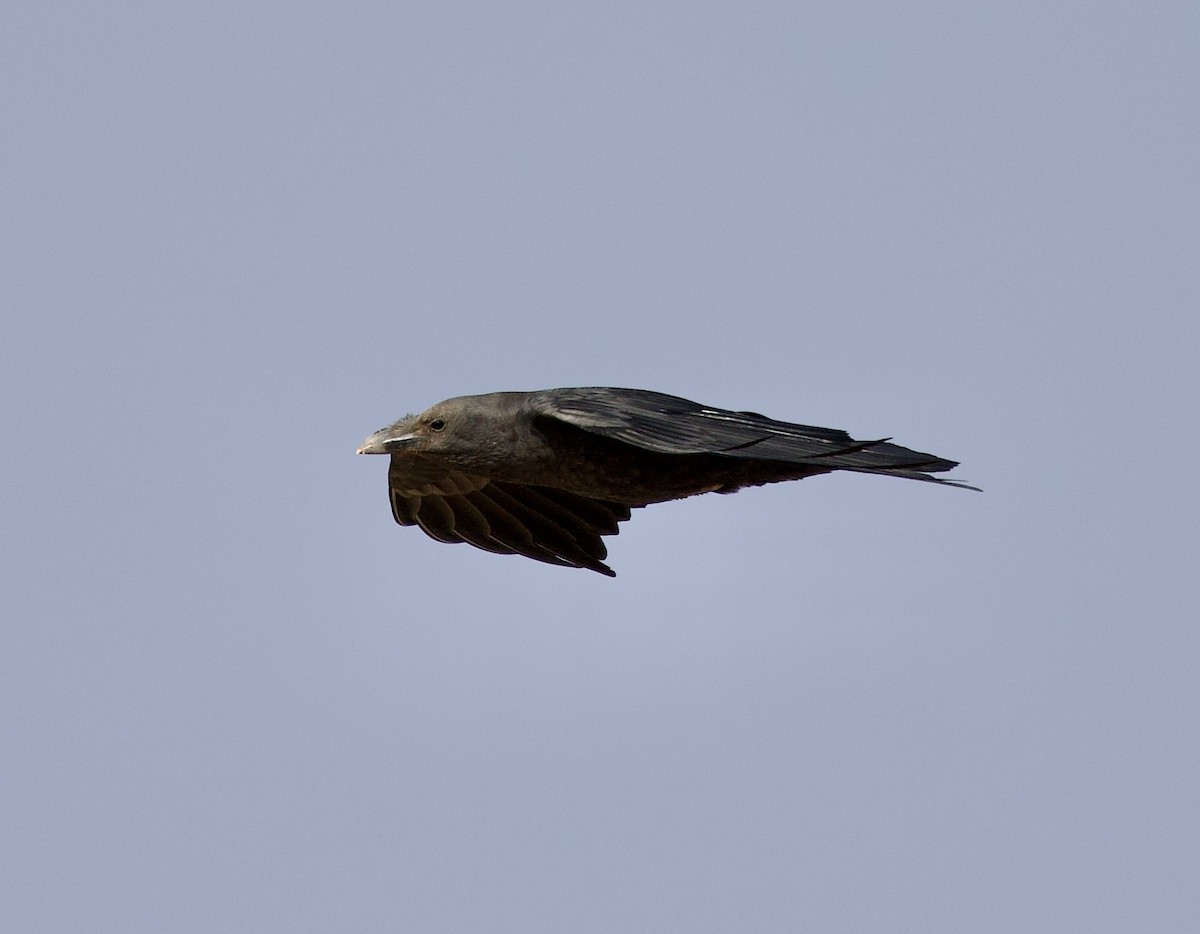 krkavec krátkoocasý - ML636877100