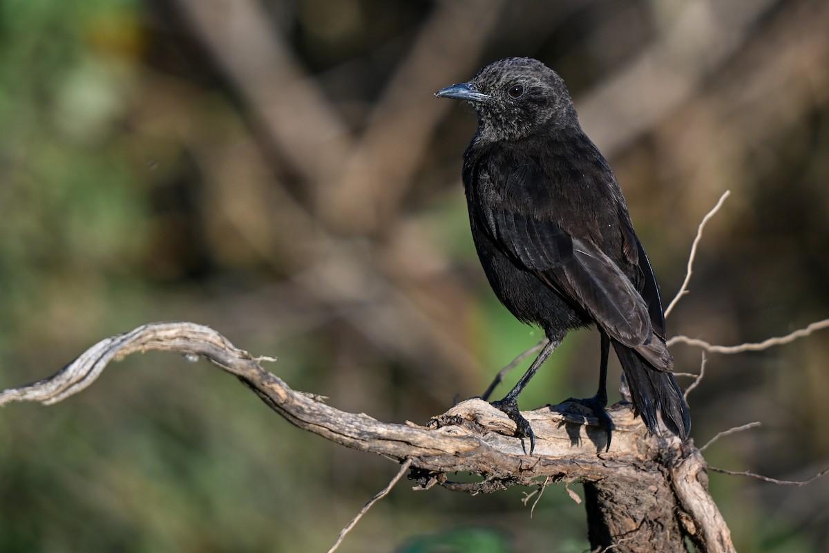Northern Anteater-Chat - ML636877101