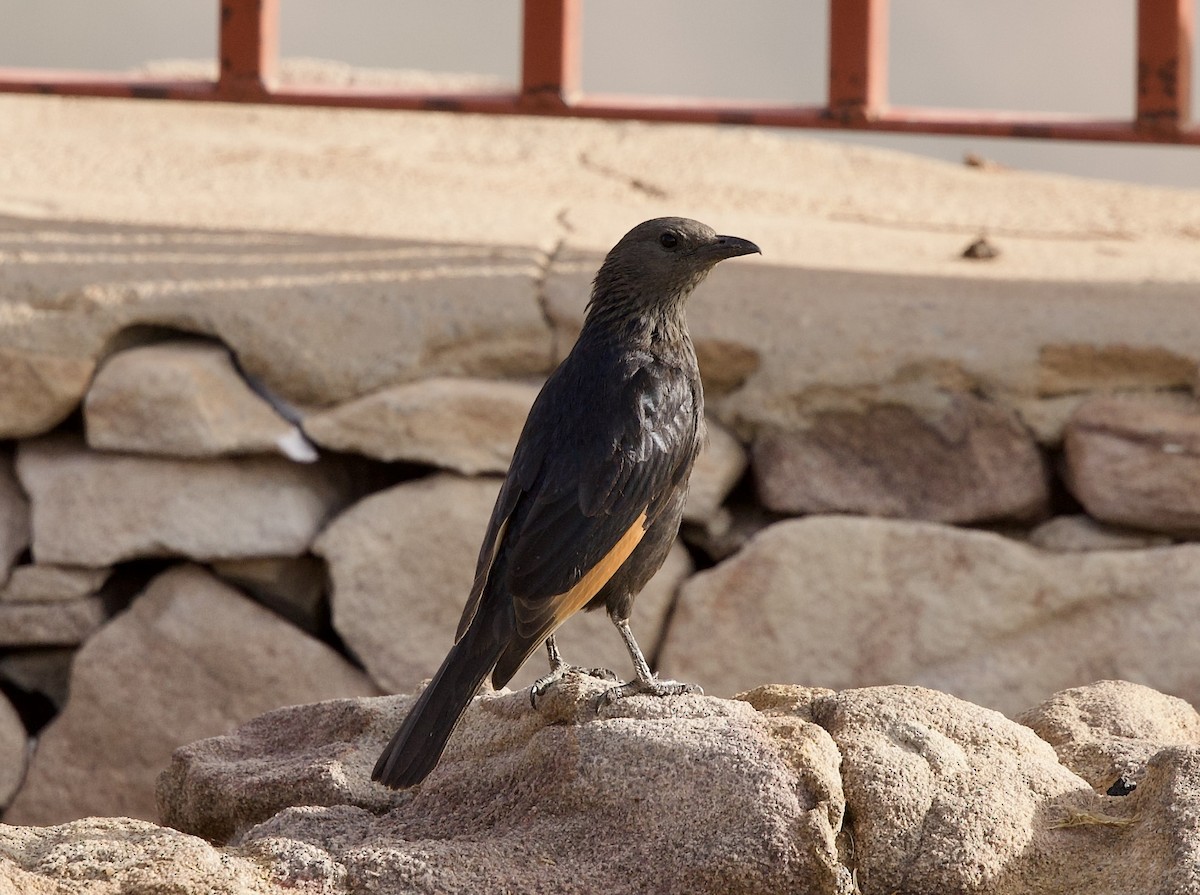 Tristram's Starling - ML636877144