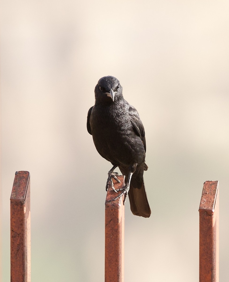 Tristram's Starling - ML636877149