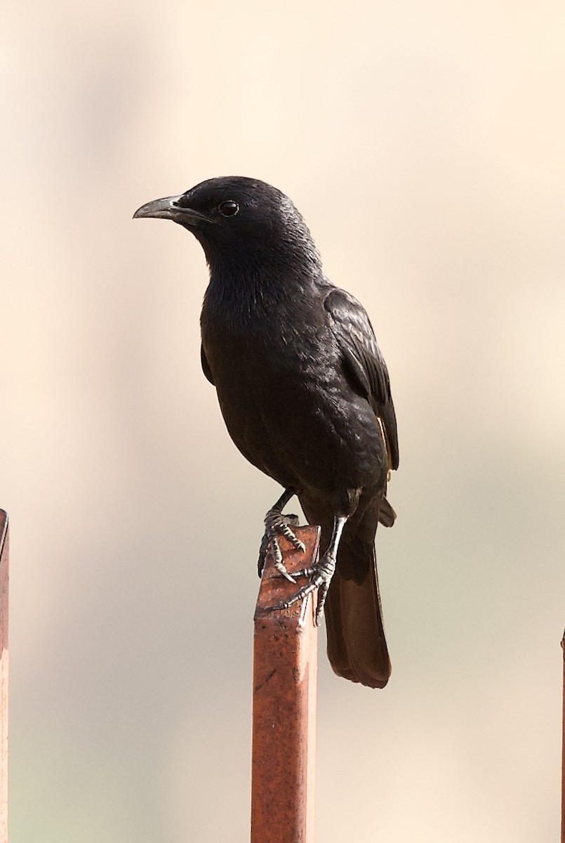 Tristram's Starling - ML636877159